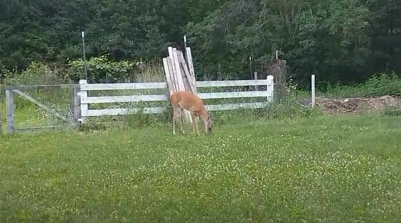 Whitetail doe completely unaware of Koraverd